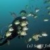 barberfish_mos_h_0045_ecu0108.jpg